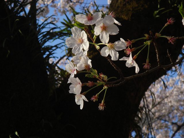 病因病理：弁証論治