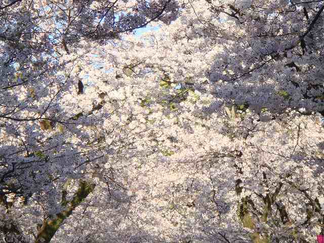 右下腹腰痛不妊の弁証論治