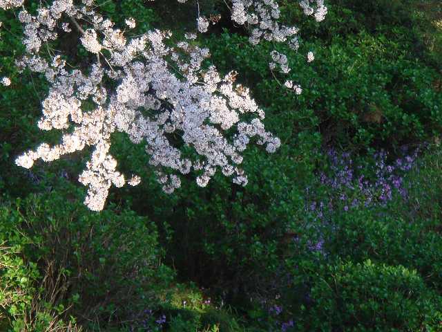中気下陥による不妊の弁証論治