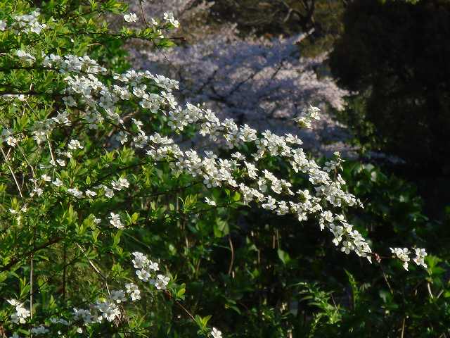 病因病理：弁証論治