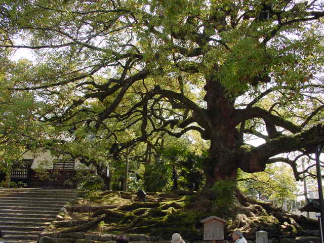 下肢痛痺証の弁証論治