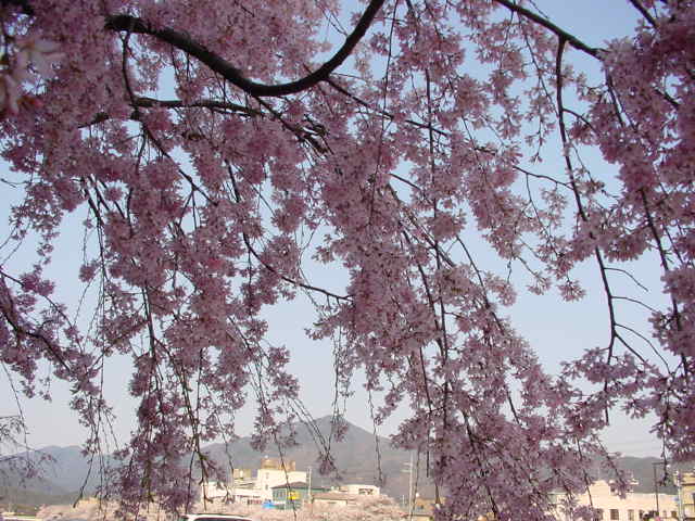 肩の痛みの弁証論治