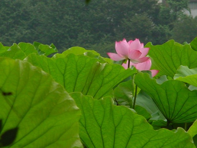 病因病理：弁証論治