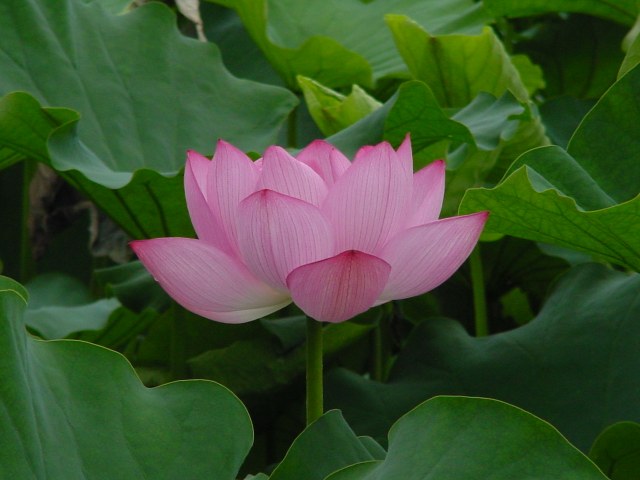 子宮内膜症の手術→出産　弁証論治