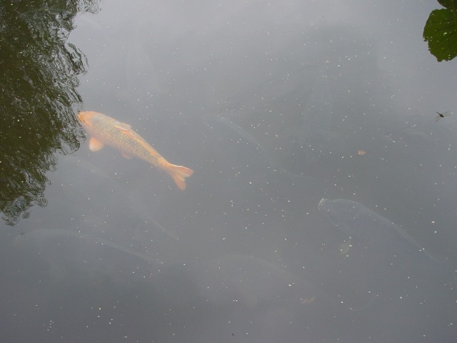 病因病理：弁証論治