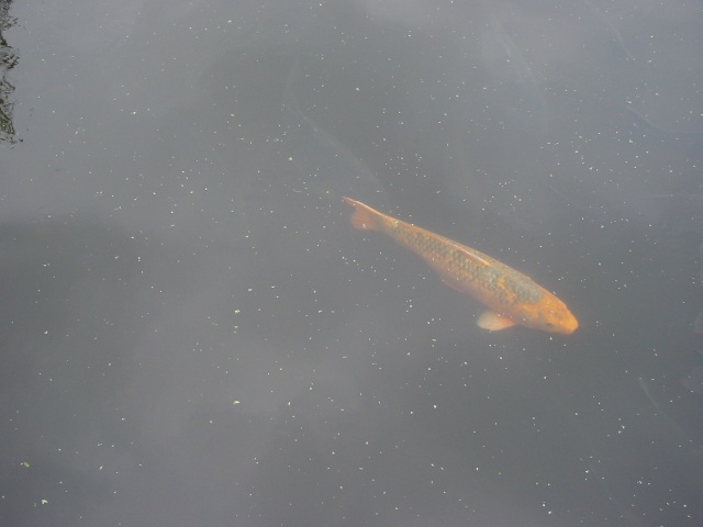 閃輝暗点を伴う頭痛の弁証論治