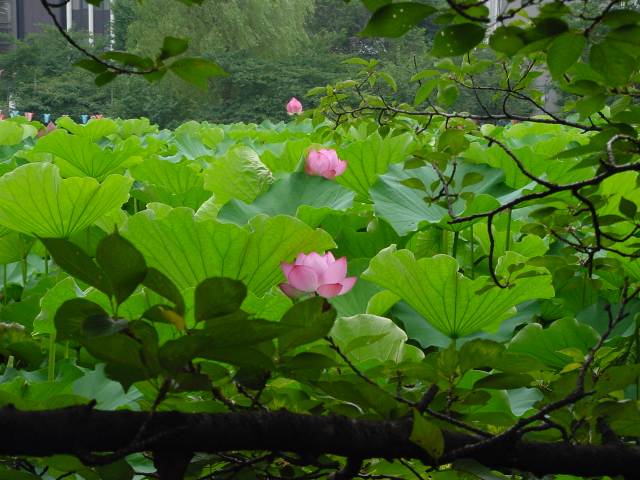 病因病理：弁証論治