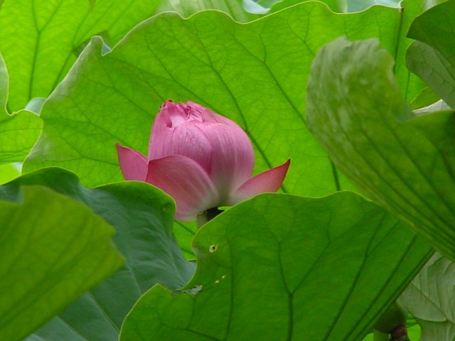 治療指針：生活提言