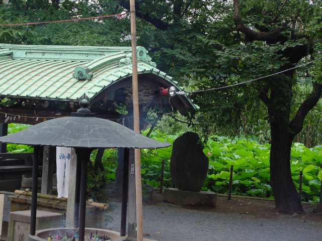 42歳二人目不妊→妊娠弁証論治