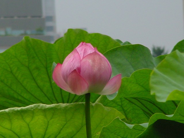 治療指針：生活提言：治療経過