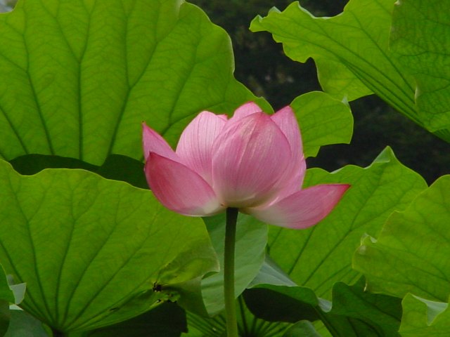 不妊肩こり腰背部痛の弁証論治