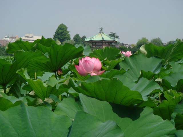 病因病理：弁証論治