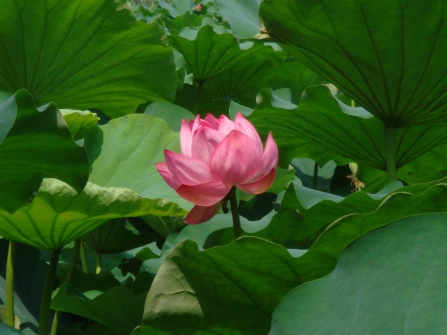 治療指針：生活提言：治療経過