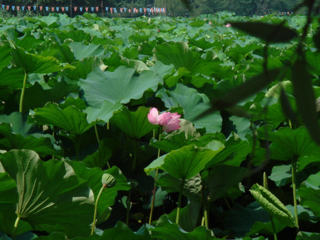 病因病理：弁証論治