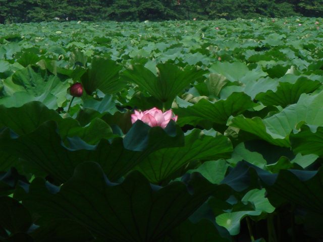 治療指針：生活提言