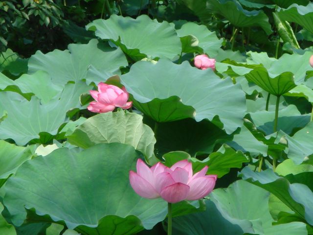 病因病理：弁証論治