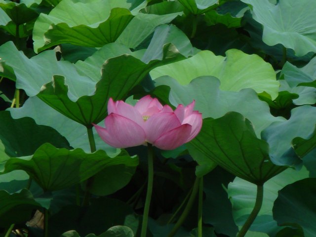 病因病理：弁証論治