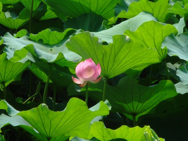 治療指針：生活提言：経過