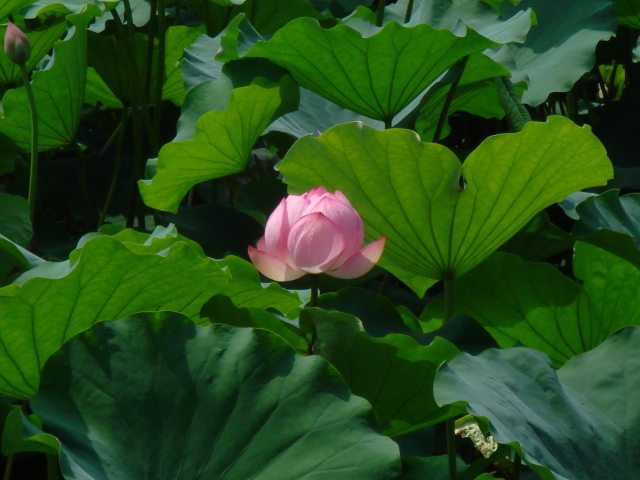 病因病理：弁証論治