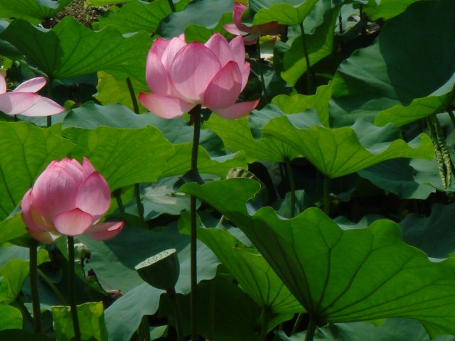 治療指針：生活提言：経過