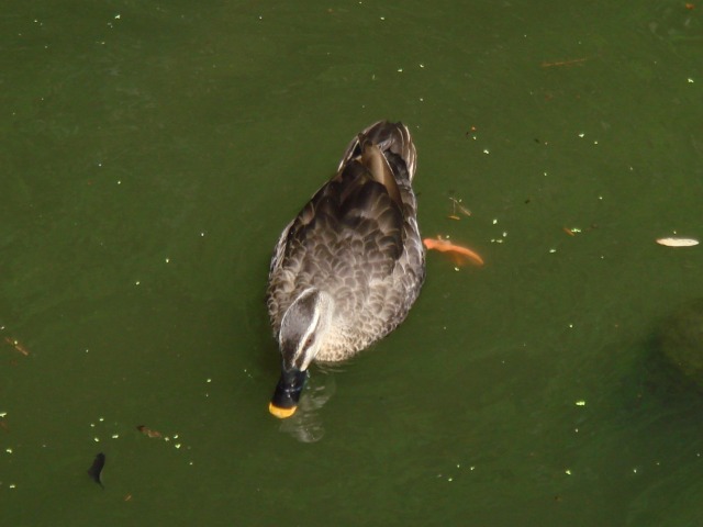 二人目不妊、身体を整えて自然妊娠弁証論治