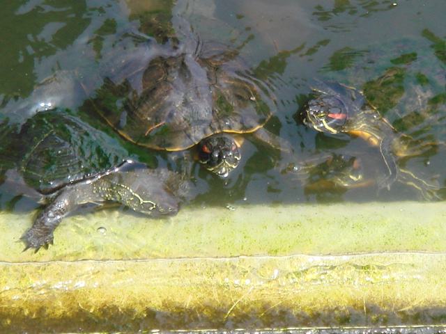 病因病理：弁証論治