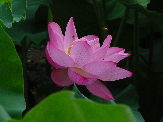 病因病理:弁証論治