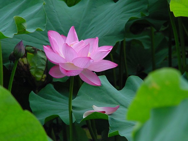 心臓弁置換後の体調不良弁証論治